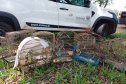 Regional do IAT em Umuarama apreendeu 14 pássaros criados de maneira irregular em Cruzeiro do Oeste, no Noroeste do Paraná