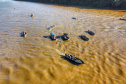 IAT - RIO VIVO