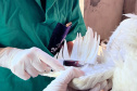 Adapar inicia ciclo de vigilância ativa contra Influenza Aviária e Doença de Newcastle no Paraná