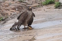 IAT fecha 2024 com 3.735 atendimentos à fauna silvestre no Paraná