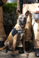 Reforço nas estradas: DER/PR entrega 36 viaturas e 5 cães ao Batalhão de Polícia Rodoviária