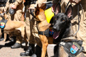 Reforço nas estradas: DER/PR entrega 36 viaturas e 5 cães ao Batalhão de Polícia Rodoviária