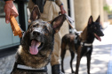 Reforço nas estradas: DER/PR entrega 36 viaturas e 5 cães ao Batalhão de Polícia Rodoviária