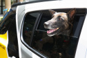 Reforço nas estradas: DER/PR entrega 36 viaturas e 5 cães ao Batalhão de Polícia Rodoviária
