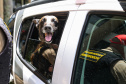 Reforço nas estradas: DER/PR entrega 36 viaturas e 5 cães ao Batalhão de Polícia Rodoviária