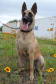 Conheça o Raman, primeiro integrante canino da Polícia Científica