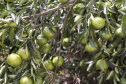 FRUTAS
