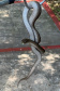IAT FAUNA TOLEDO
