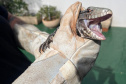 IAT FAUNA TOLEDO