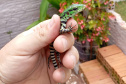 IAT FAUNA TOLEDO