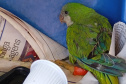 IAT FAUNA TOLEDO
