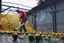 FRUTAS