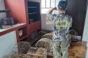 IAT APREENSÃO AVES
