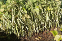 BOLETIM AGRO