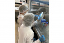 Projeto estuda alternativa para a produção de colágeno de jumento sem abate