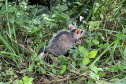 IAT promoveu a soltura de seis gambás-de-orelha-branca que estavam sob cuidados dos participantes do programa de Voluntariado para Cuidados e Reabilitação Intensiva de Animais Silvestres (CRIA)