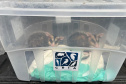 IAT promoveu a soltura de seis gambás-de-orelha-branca que estavam sob cuidados dos participantes do programa de Voluntariado para Cuidados e Reabilitação Intensiva de Animais Silvestres (CRIA)