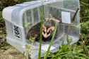 IAT promoveu a soltura de seis gambás-de-orelha-branca que estavam sob cuidados dos participantes do programa de Voluntariado para Cuidados e Reabilitação Intensiva de Animais Silvestres (CRIA)
