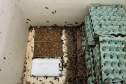  Primeira captura de aranhas-marrons do ano chega ao CPPI para extração do veneno