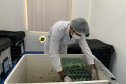  Primeira captura de aranhas-marrons do ano chega ao CPPI para extração do veneno