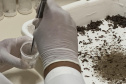  Primeira captura de aranhas-marrons do ano chega ao CPPI para extração do veneno