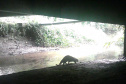Programa ambiental Ponte de Guaratuba