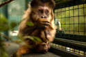  Instituto Água e Terra e Universidade Estadual de Londrina firmaram parceria que busca a convivência harmoniosa entre a população e o macaco-prego