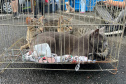 Passagem do CastraPet Paraná por São José dos Pinhais beneficiou 687 animais, entre cães e gatos, de diferentes ONGs e protetoras independentes