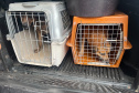 Passagem do CastraPet Paraná por São José dos Pinhais beneficiou 687 animais, entre cães e gatos, de diferentes ONGs e protetoras independentes