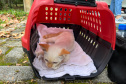 Passagem do CastraPet Paraná por São José dos Pinhais beneficiou 687 animais, entre cães e gatos, de diferentes ONGs e protetoras independentes