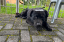 Passagem do CastraPet Paraná por São José dos Pinhais beneficiou 687 animais, entre cães e gatos, de diferentes ONGs e protetoras independentes
