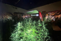 PMPR MACONHA