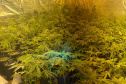 PMPR MACONHA