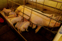 SEAB - Ao reconhecer Estado como zona livre de febre aftosa, Chile passará a importar carne suína paranaense