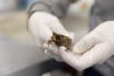SANEPAR RESGATA ANIMAIS REPLANTIO VEGETAÇÃO