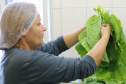 1 em cada 4 alimentos da agricultura familiar destinados às escolas do Paraná são orgânicos
