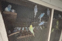 PCPR resgata mais de 5 mil aves exóticas de situação de maus tratos em Arapongas