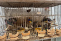 PCPR resgata mais de 5 mil aves exóticas de situação de maus tratos em Arapongas