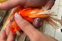 PCPR resgata mais de 5 mil aves exóticas de situação de maus tratos em Arapongas