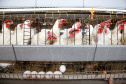 Produção de ovos cresce no Paraná em 2024 e tendência é de alta