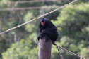 Ceasa Paraná doará alimentos para o Zoológico de Curitiba