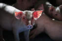 SEAB - Ao reconhecer Estado como zona livre de febre aftosa, Chile passará a importar carne suína paranaense