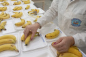 SEED ESTUDANTE PREMIADA MAIOR FEIRA DE CIÊNCIAS