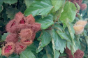 URUCUM