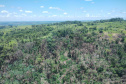  IAT identificou 478 hectares de área de vegetação danificada por fogo em quatro fazendas de Ribeirão Claro, no Norte Pioneiro