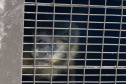 Operação coordenada pelo Instituto Água e Terra resgatou e encaminhou para o Zoológico Municipal de Curitiba 20 macacos-prego que viviam em cativeiros clandestinos