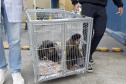 Operação coordenada pelo Instituto Água e Terra resgatou e encaminhou para o Zoológico Municipal de Curitiba 20 macacos-prego que viviam em cativeiros clandestinos