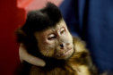 Operação coordenada pelo Instituto Água e Terra resgatou e encaminhou para o Zoológico Municipal de Curitiba 20 macacos-prego que viviam em cativeiros clandestinos