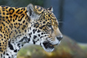 Rede de apoio à fauna silvestre coordenada pelo Instituto Água e Terra realizou 1.483 atendimentos entre janeiro e abril deste ano.