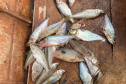 IAT - Operação de fiscalização contra a pesca predatória no Oeste e Noroeste do Paraná terminou com a aplicação de R$ 4 mil em multas e o recolhimento de materiais proibidos